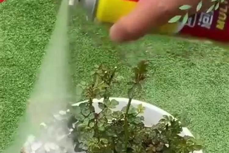 太阳花扦插后多久可以施肥