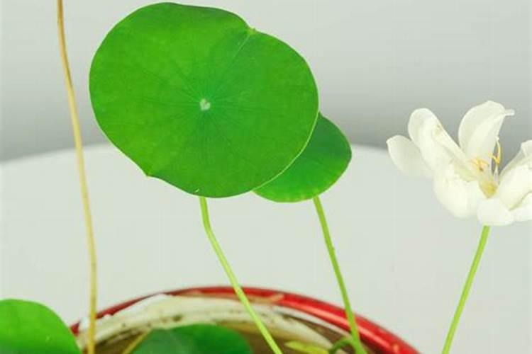 怎么给碗莲施肥