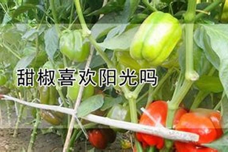 青椒施什么肥最好