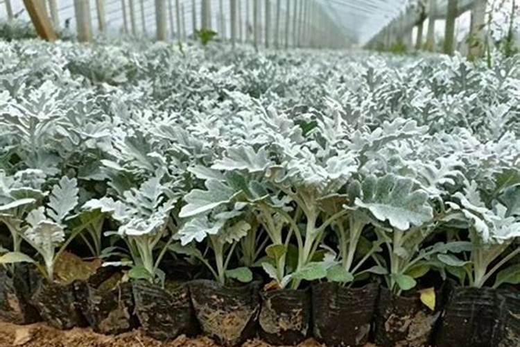 银叶菊怎么施肥 用什么肥料好