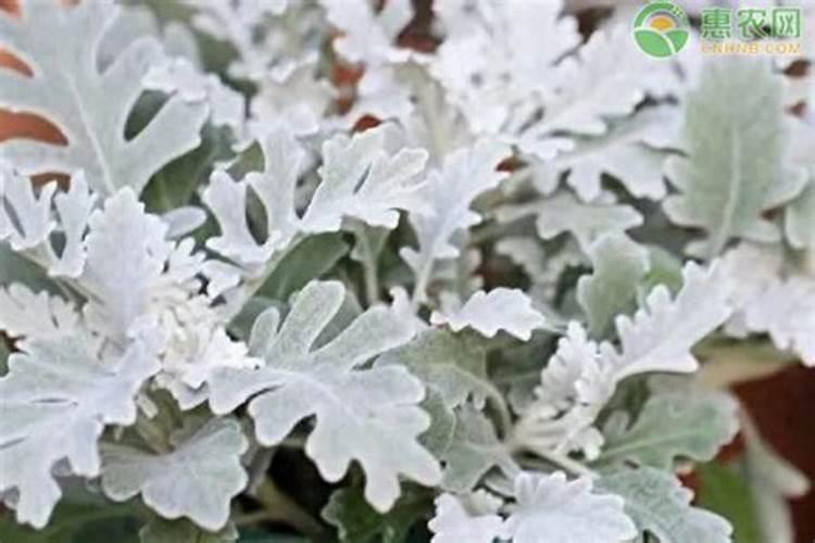 银叶菊怎么养(银叶菊养殖方法)