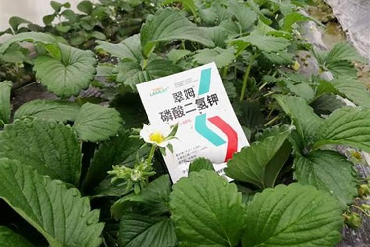 草莓需要什么肥料配比