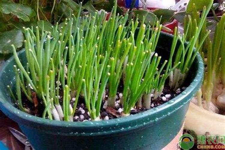 印尼咖啡怎样冲泡