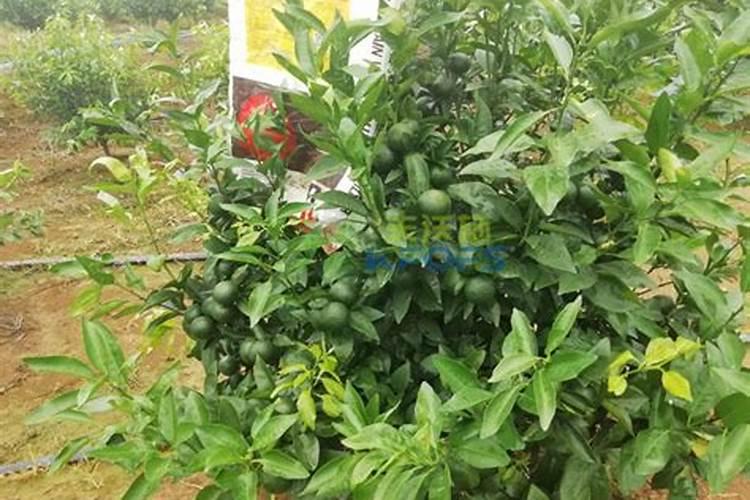 宇花灵在柑桔上的应用