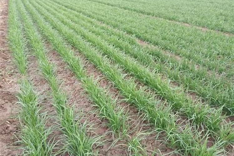 韭菜如何施化肥
