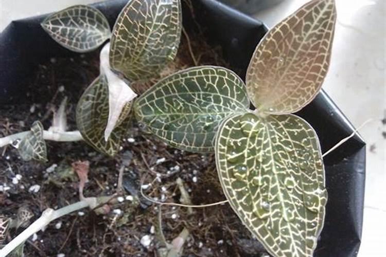 种植金线莲需要哪些肥料和药 交了9000元种植金线莲