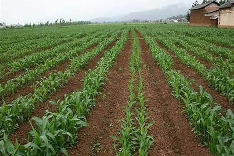 夏玉米施肥最佳方案