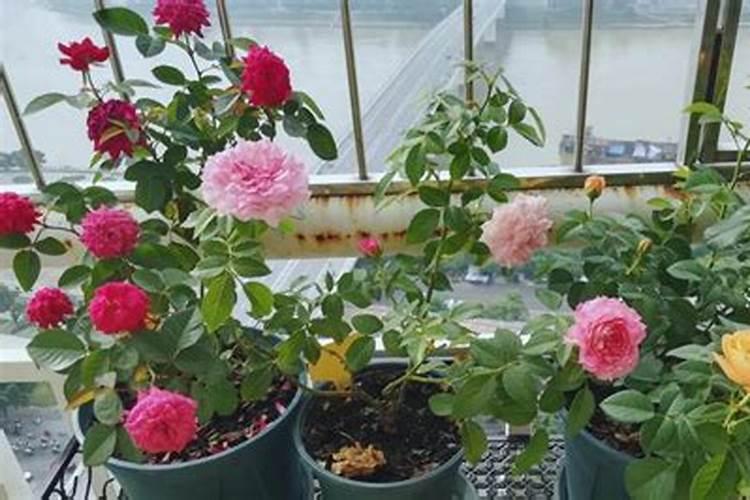 蓝妖:月季开花后如何施肥？至少50%的人做错了!