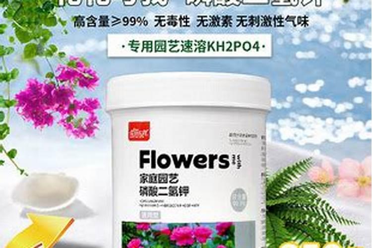 澳洲杉用什么肥