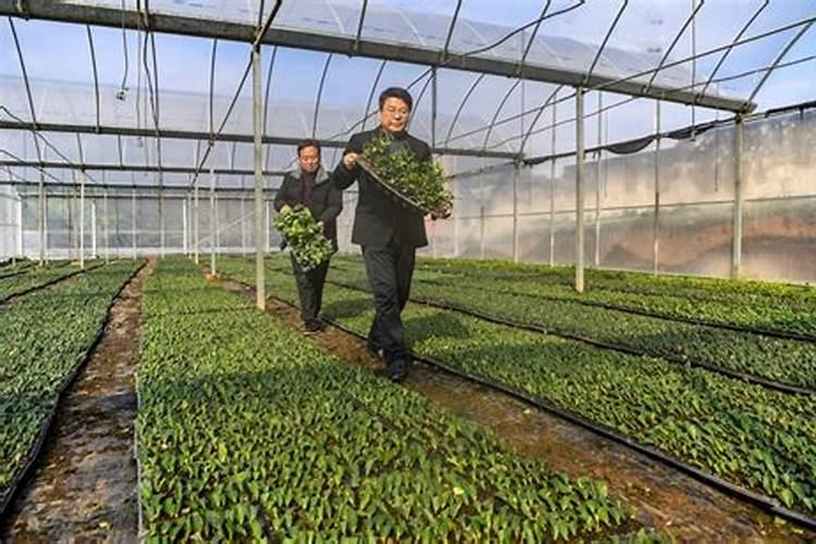 新栽种的茶苗该怎么进行施肥操作