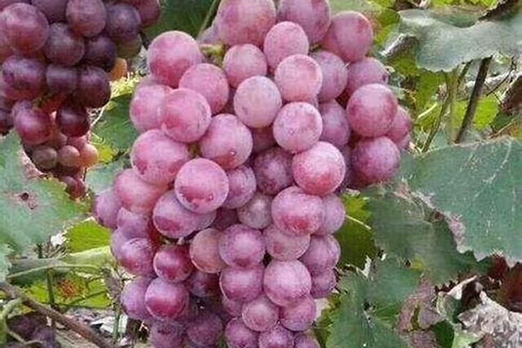 葡萄花后果粒多大浇水施肥