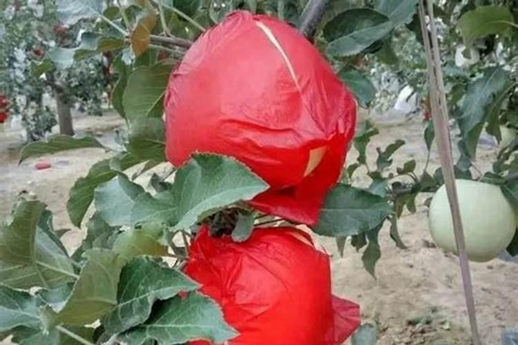 果树用什么水溶肥效果好？