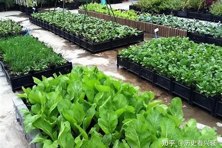 木炭灰可以做肥料吗