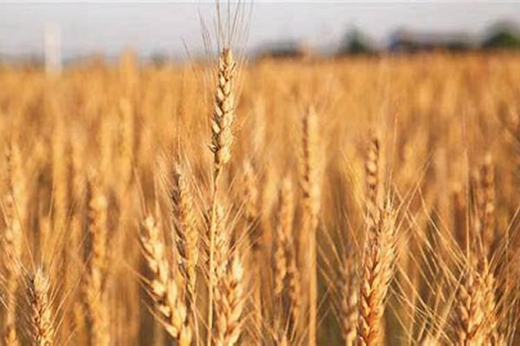 三方高塔复合肥含量25.13.7多少钱一袋