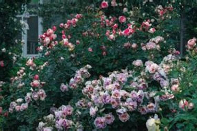 月季什么时候施肥比较合适