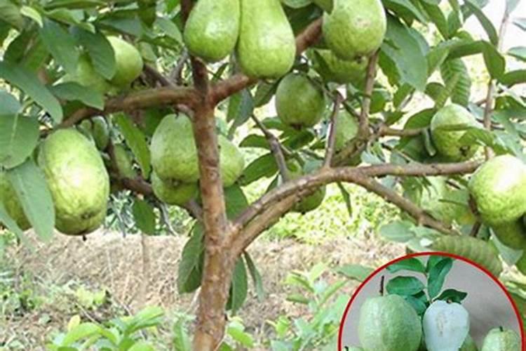 芭乐保花保果方法