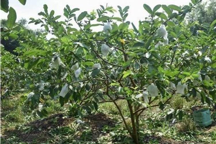 芭乐(番石榴)如何种养,请教!