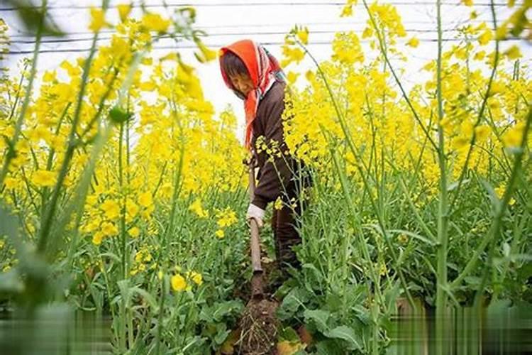 营广宝生物菌肥效果怎么样