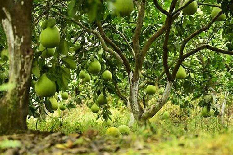 柚子树施什么肥柚子最甜