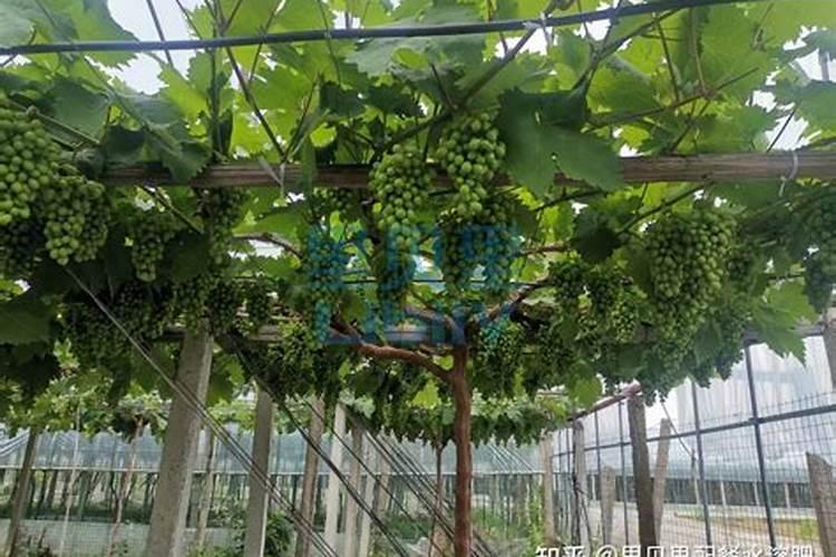 葡萄坐果后施什么肥料最好