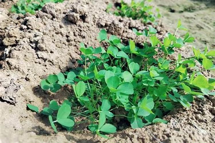 苜蓿草的种植方法