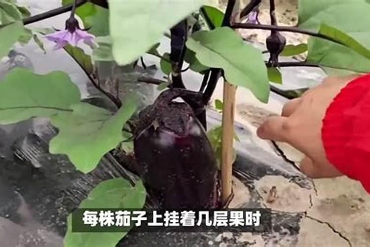 施可丰181818复合肥能用在核桃树上吗,大家帮帮忙,谢谢了