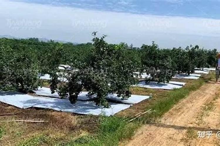 苹果树春季用什么化肥好