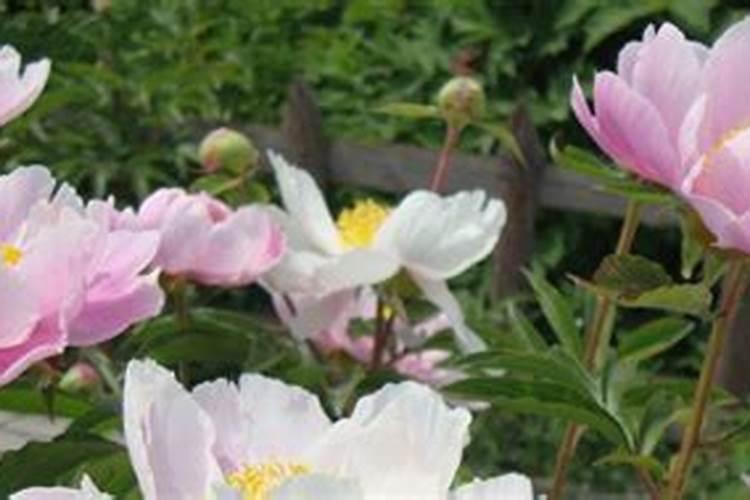 芍药花施什么肥合适