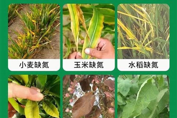 促进大樱桃成花的措施有哪些？