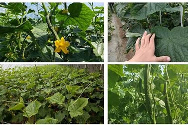 黄瓜用什么肥料做底肥好？黄瓜用什么肥料好？冲施什么肥料好？