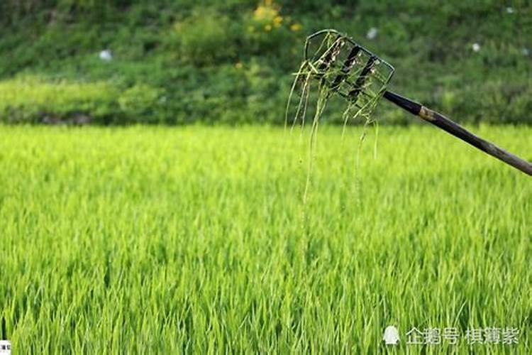 硼砂能件基肥水稻用吗？