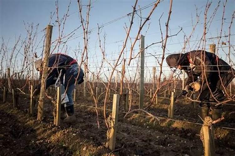 葡萄树怎么施肥