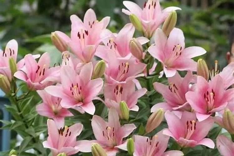 百合开花后怎么处理