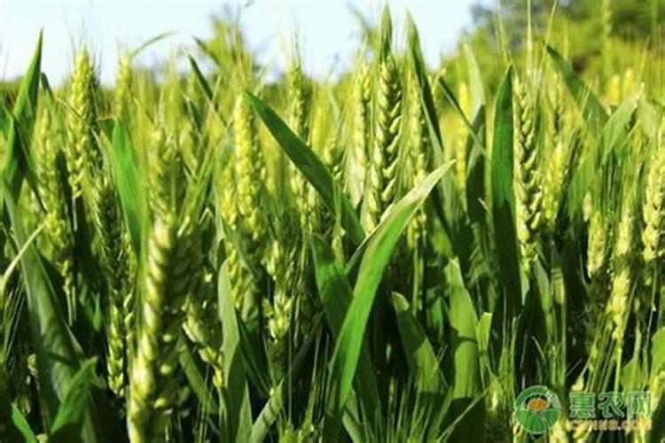 小麦喜欢什么肥料 附用量和用法