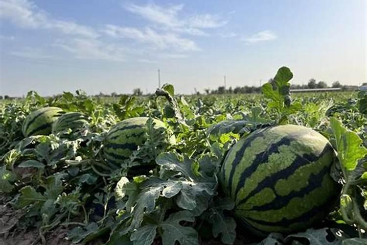 西瓜什么时候施肥 西瓜哪个时候施肥