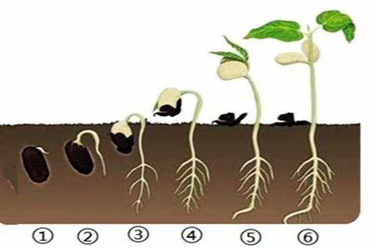 鱼油和鱼蛋白哪种做肥料好