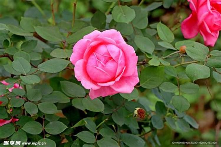 月季什么时候可以施肥