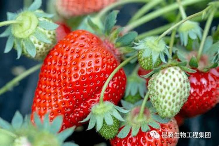 硝态氮、铵态氮、酰胺态氮,三种氮肥有什么不同,你用对了吗？