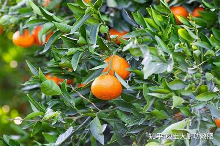 柑橘裂果是什么原因,柑橘如何防裂