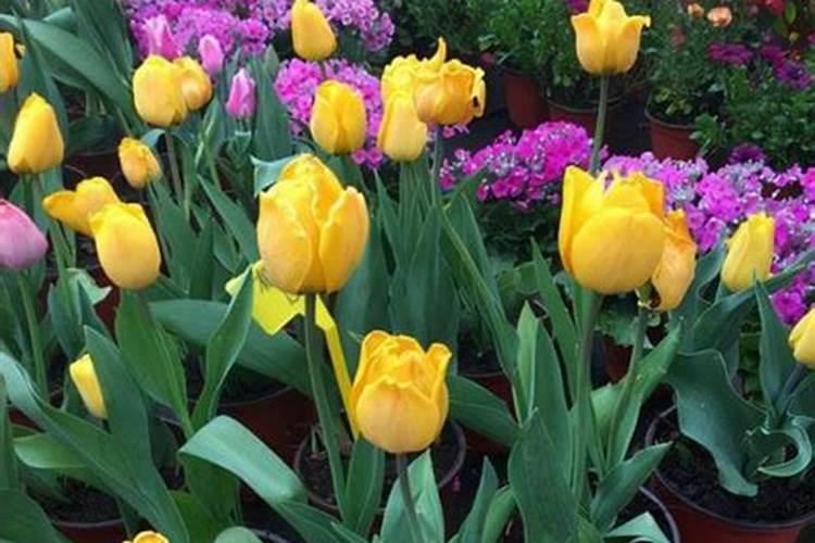 种植玫瑰花对土壤的要求有什么？