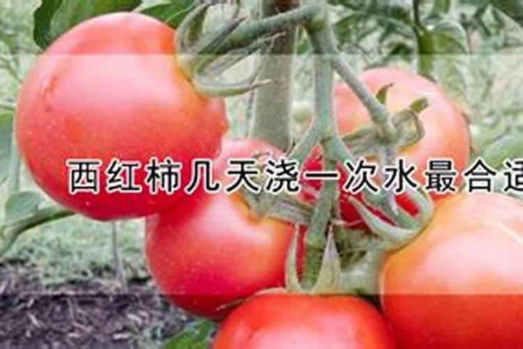 西红柿几天一浇水几天一施肥