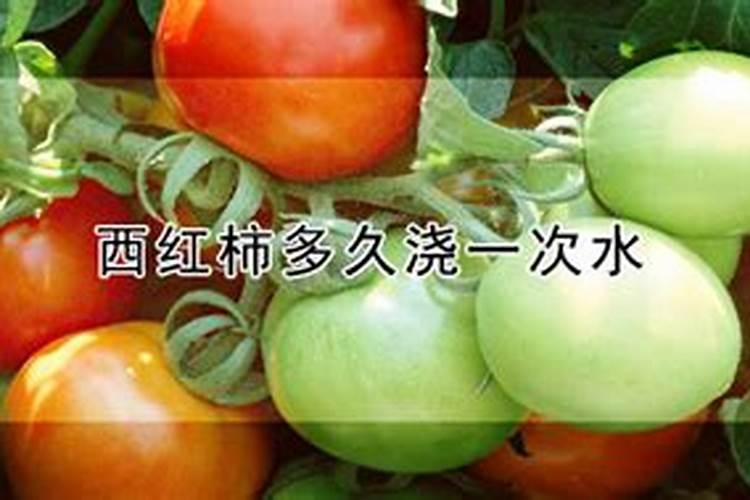 西红柿多久一次施肥 要隔几天施肥一次