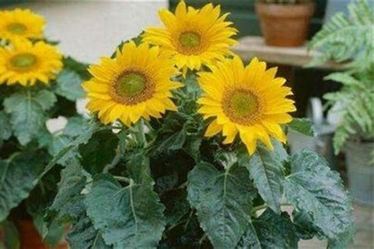 颗粒状的平衡型水溶肥有哪些