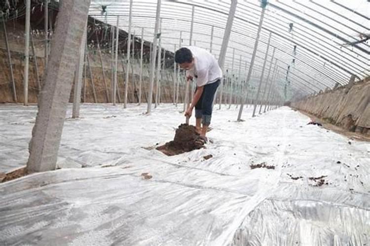 富硒肥料什么牌子的好