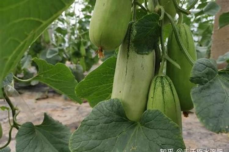速效复合肥适合什么花
