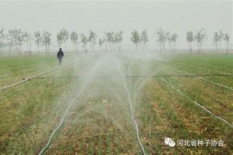 硅肥什么时候施最佳 硅肥应该在什么时候使用