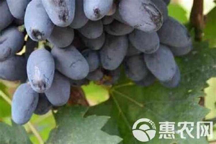 多肉栽种多久后可以浇水(多肉栽多久可以施肥)