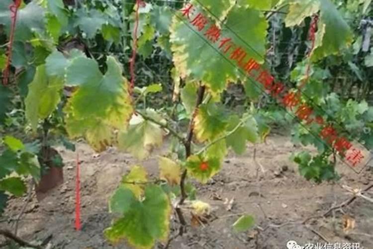 怎么才能知道果树缺什么肥料