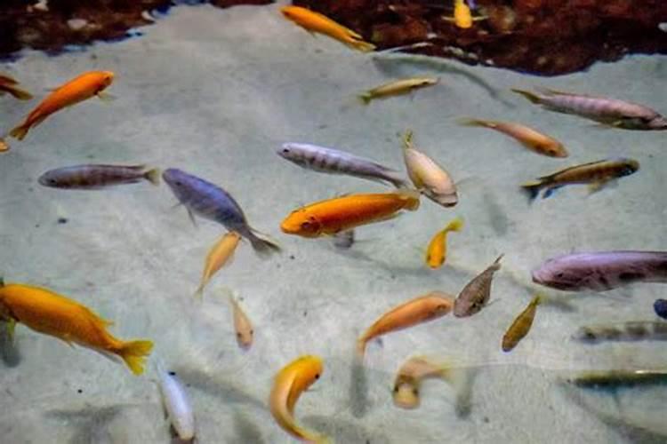 鱼蛋白为什么会发臭？