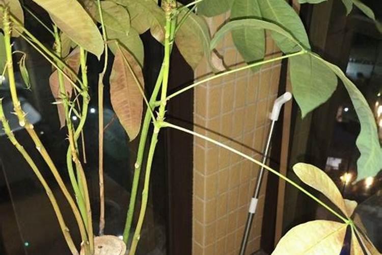 种植脐橙如何施肥效果更好